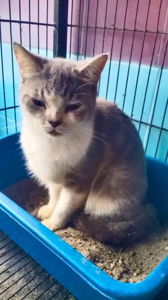 Kucing betina warna abu