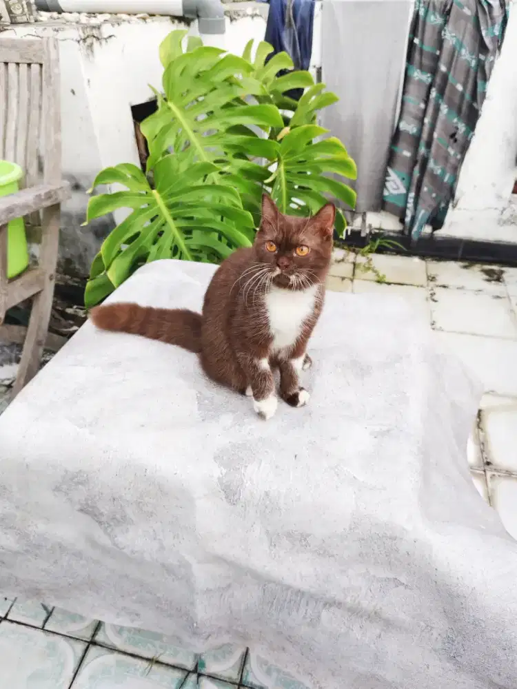 British Shorthair Cinamon / BSH Cinamon