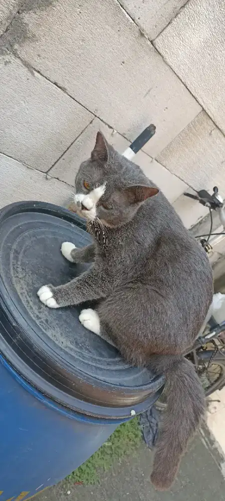 Kucing mix BSH jantan