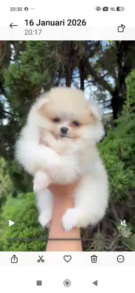 Minipom Parti Female