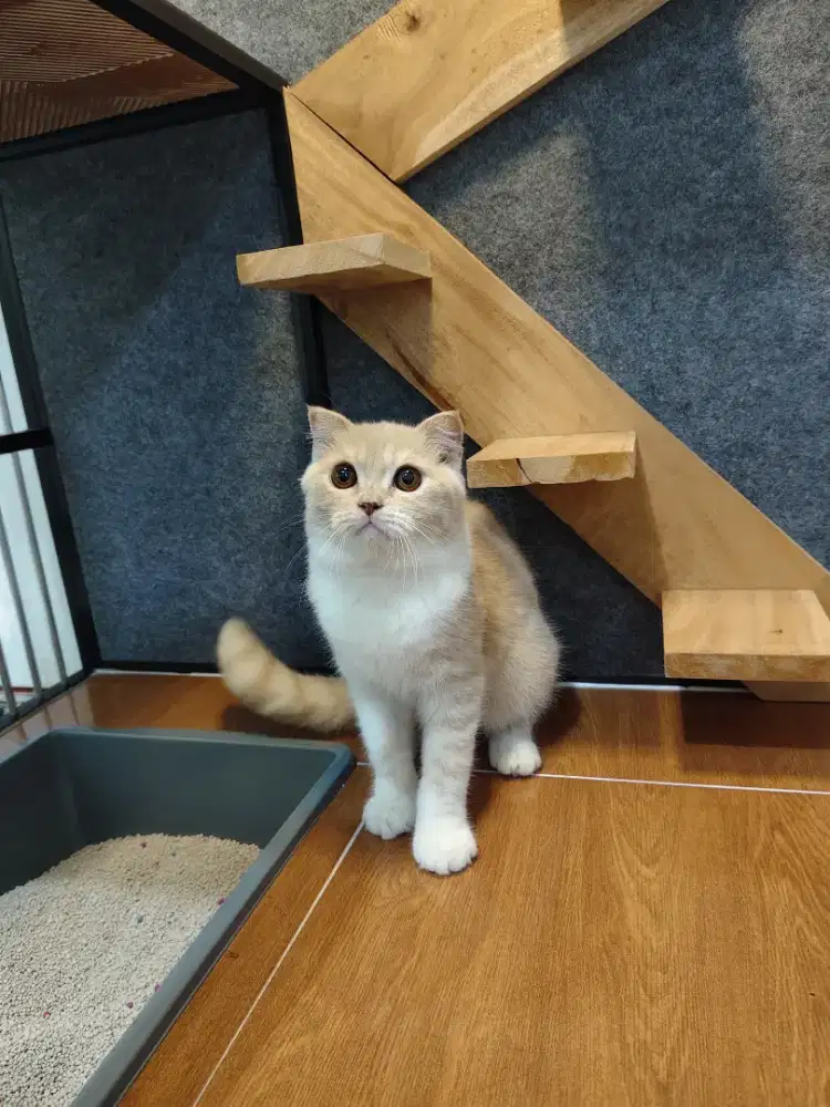 Scottish fold/ Kucing SF / BSH
