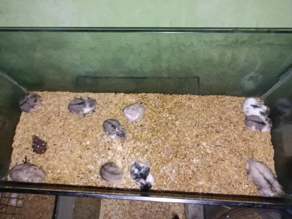 Hamster campbell murah lucu jinak