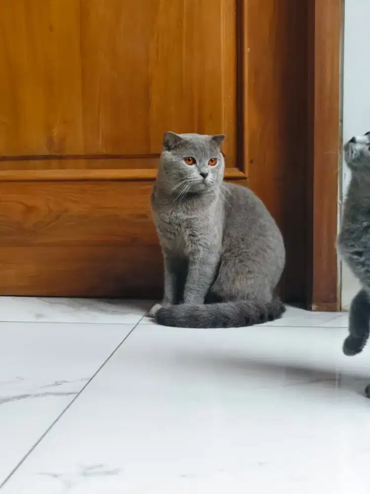 Scottish fold/ Kucing SF/ BSH