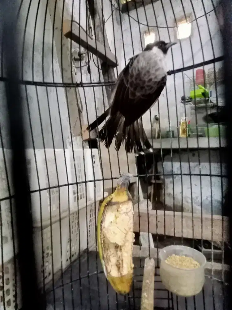 Burung kutilang rawatan