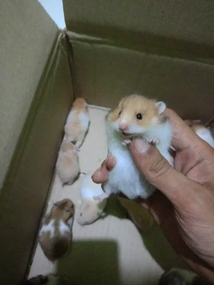 Hamster syrian 3 ekor 50rb