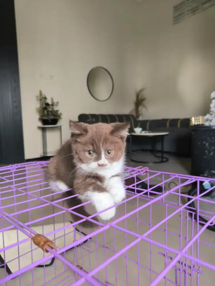 British Shorthair Cinamon/ Kucing BSH Cinamon