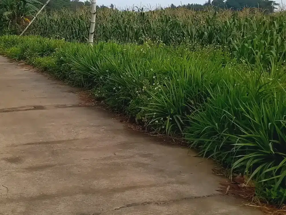 DI JUAL TANAH AREA WISATA TRAWAS PANORAMA GUNUNG PENANGGUNGAN