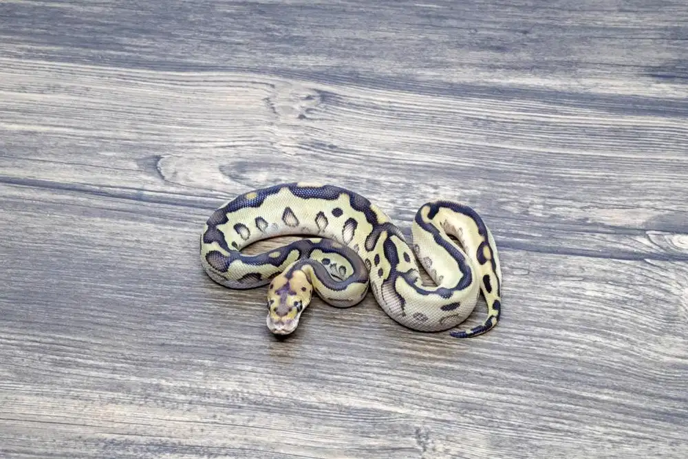 Ballpython Red Stripe Leopard Lesser Clown