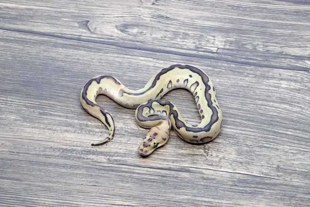 Ballpython Leopard Lesser (RS) Clown