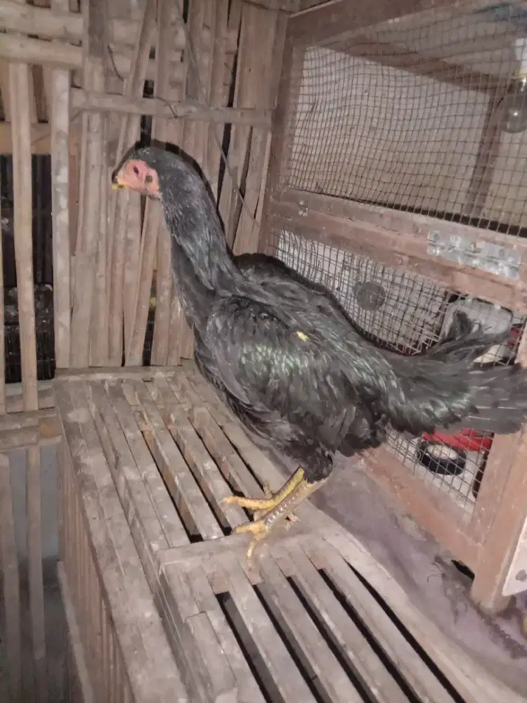 Ayam dua derean pakhoi