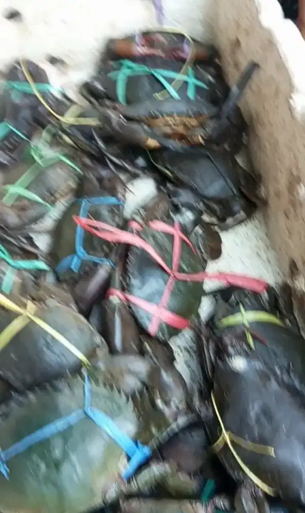 kepiting fresh hidup 1kg isi 4-5