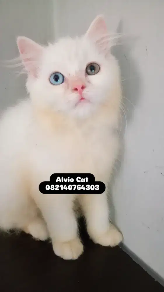 BLH ODD EYE WHITE SOLID