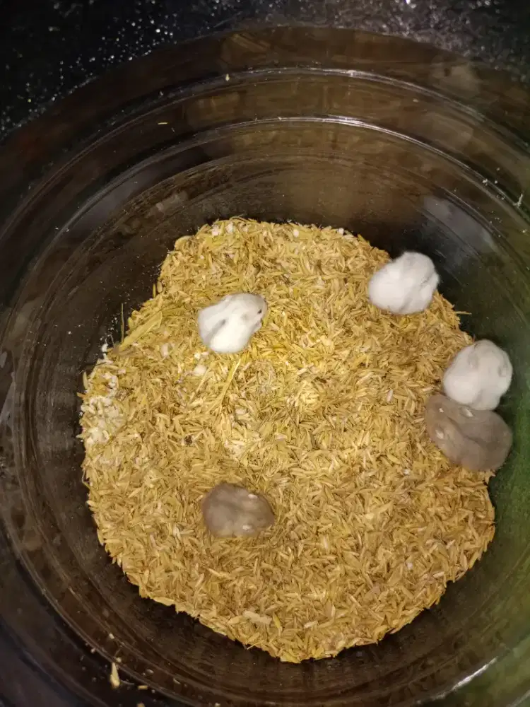 Hamster Winter white jinak lucu