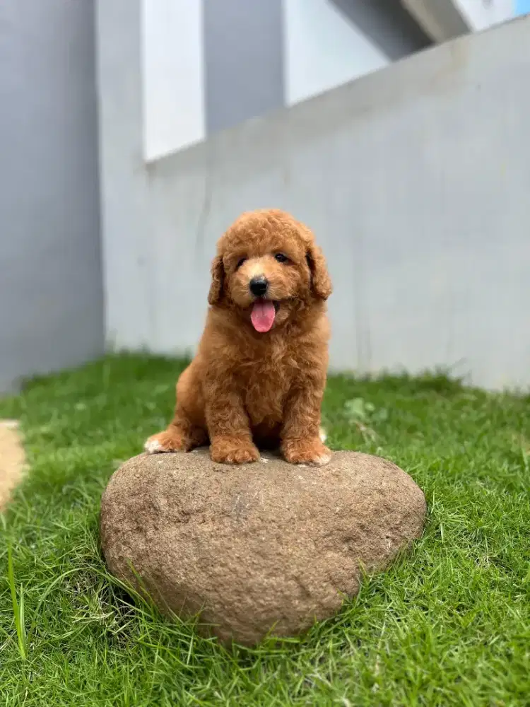 Toy poodle betina kosongan gimbul