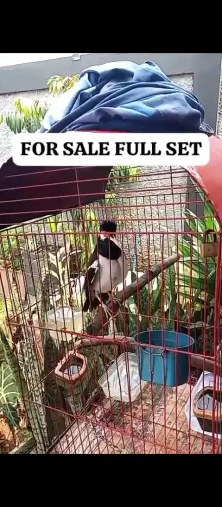 Jalak full set sama Kandang