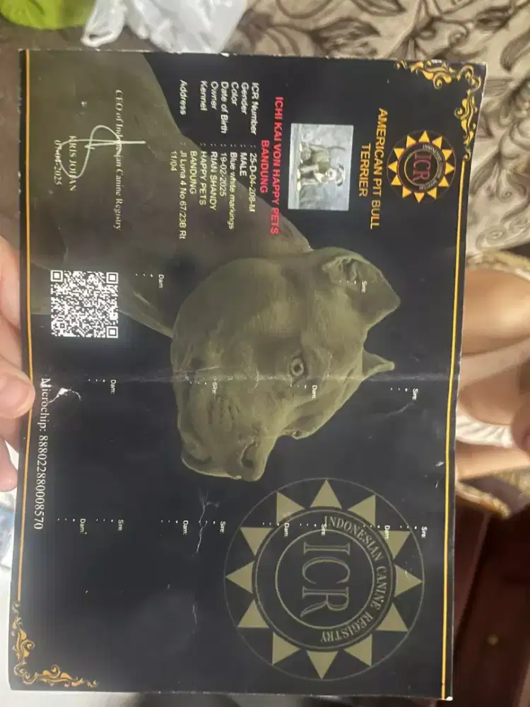 OPEN ADOPSI Anjing Ras American Pit Bull