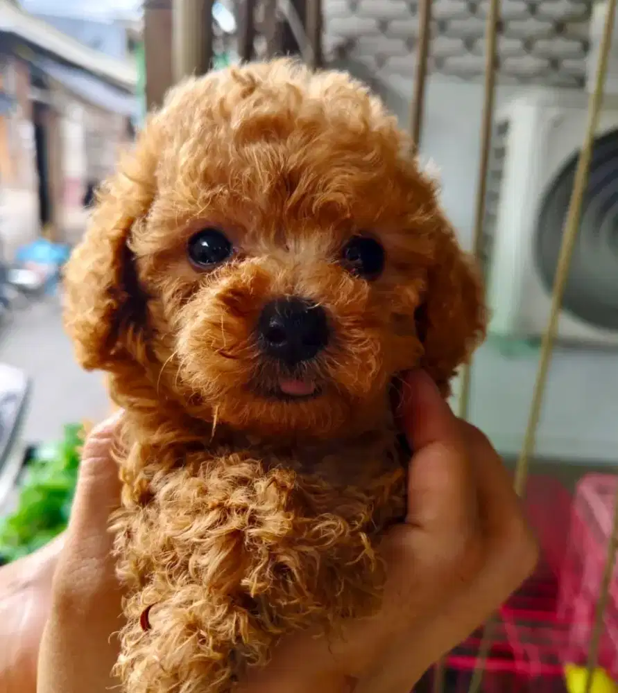 Tiny poodle jantan stb