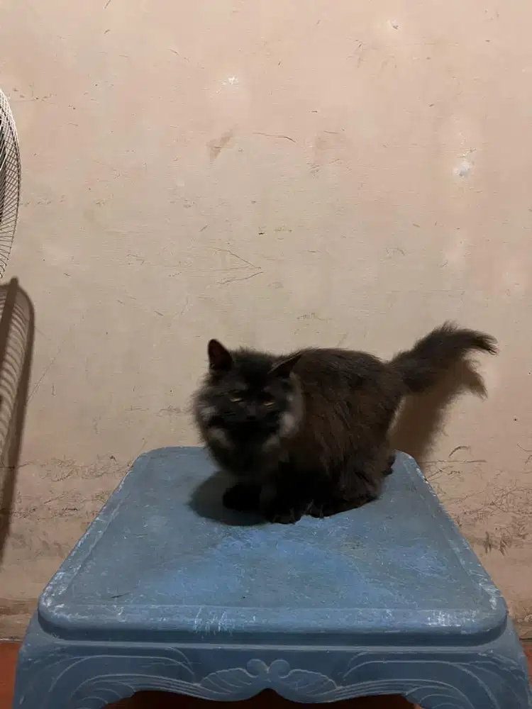 Kitten persia black smoke longhair