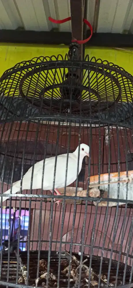 puter pelung putih jantan