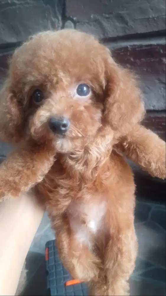 Anjing red toy poodle ( tanggal lahir 19-9-2025 )