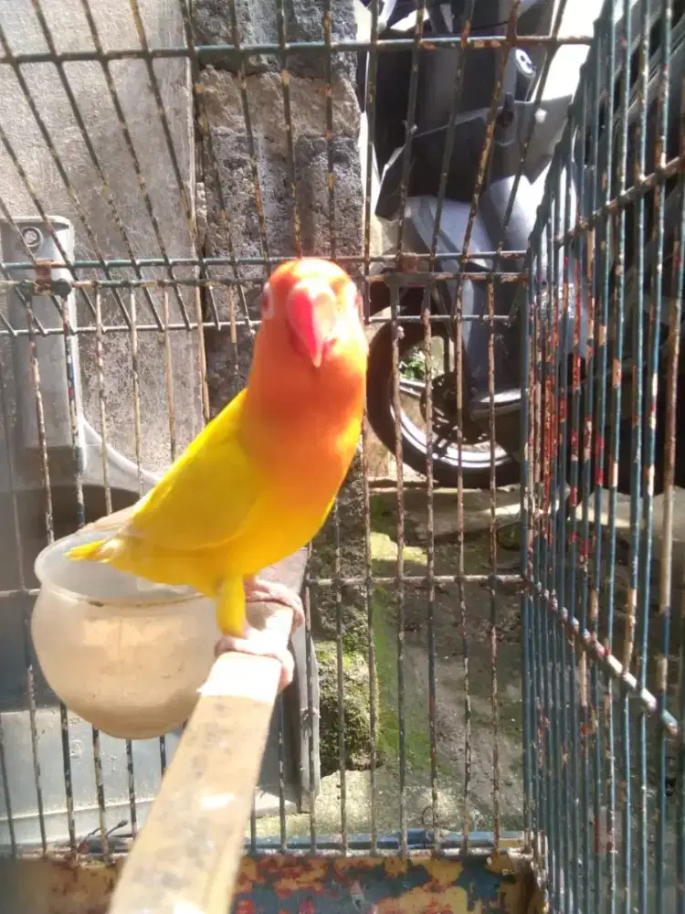 Lovebird Lutino mata merah