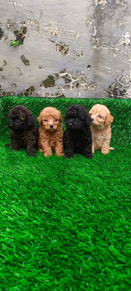 Anjing PUPPY POODLE FAWN, BLACK, CHOCO Sudah STB, MICHROCHIP, VAKSIN