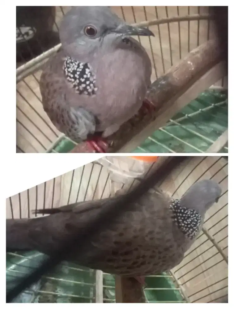 Tekukur kuk 5 paten rajin vidio wa