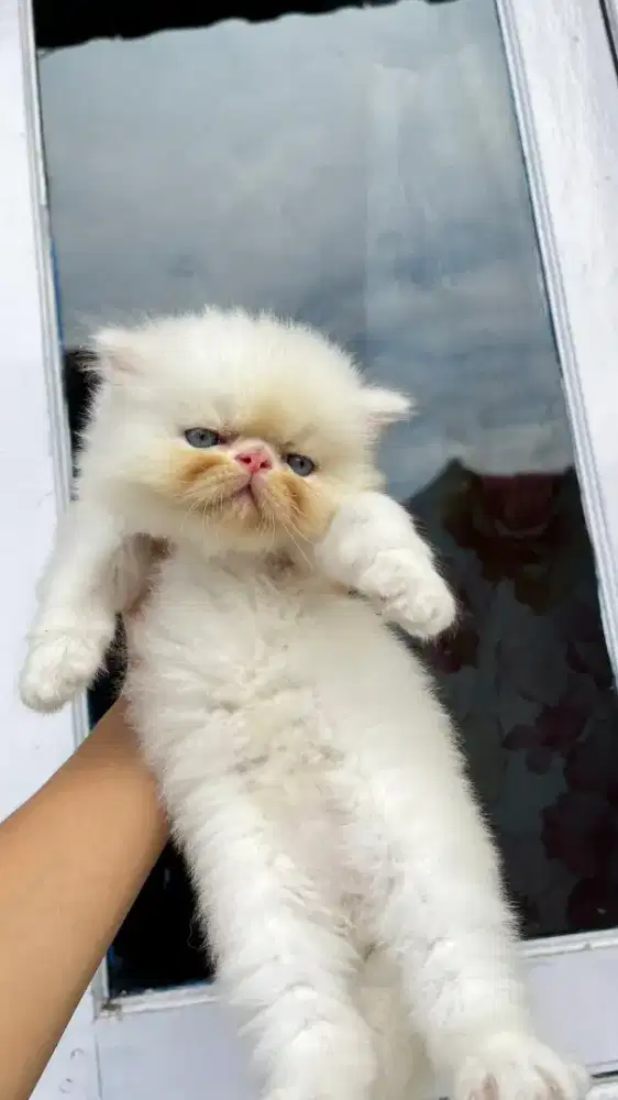 Kitten persian peaknose longhair
