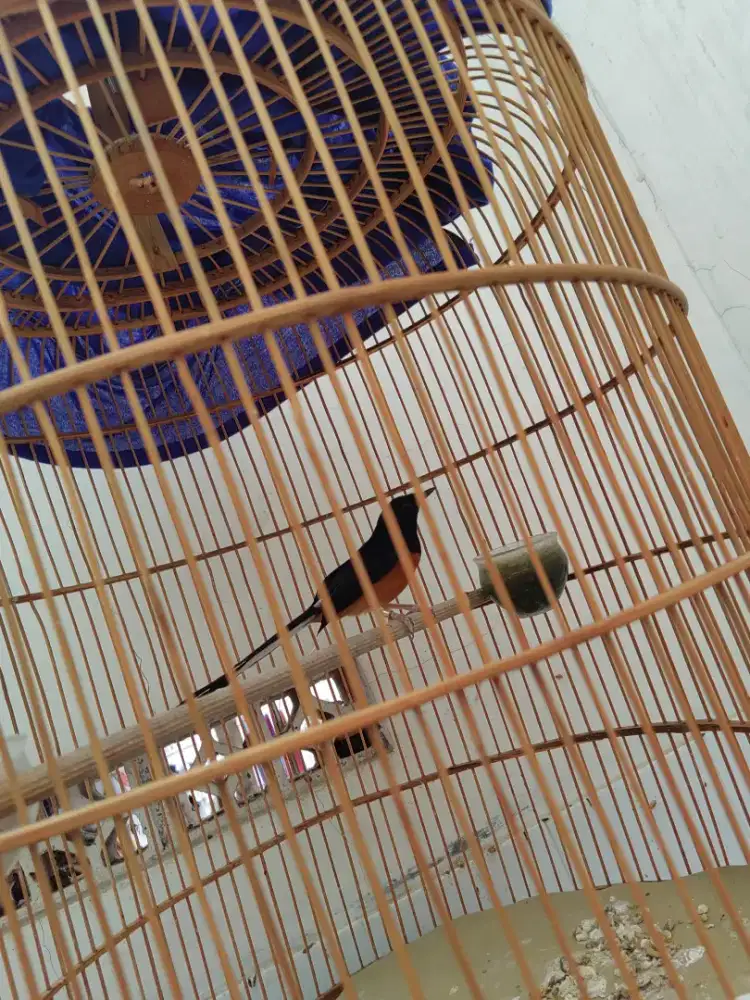 Murai batu gacor dar der dor