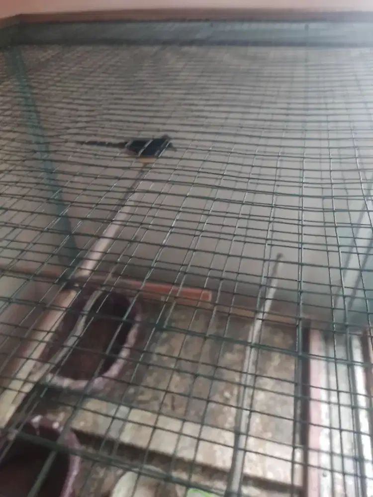 Murai betina siap ternak