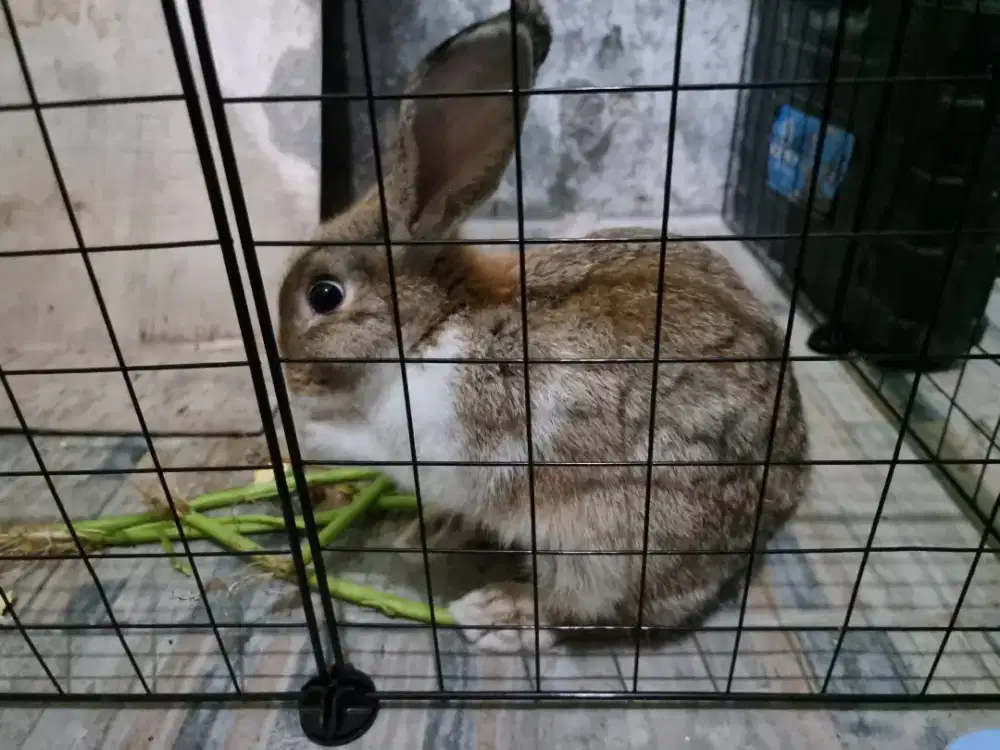 Kelinci Lokal Pejantan 5 Bulan