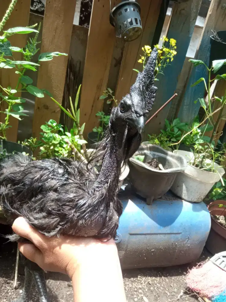 Ayam Cemani Lidah Hitam