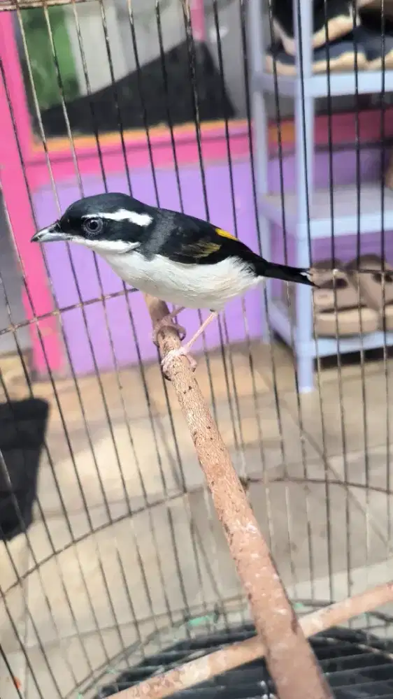 Burung Ciu Besar atau toed/cendet kembang