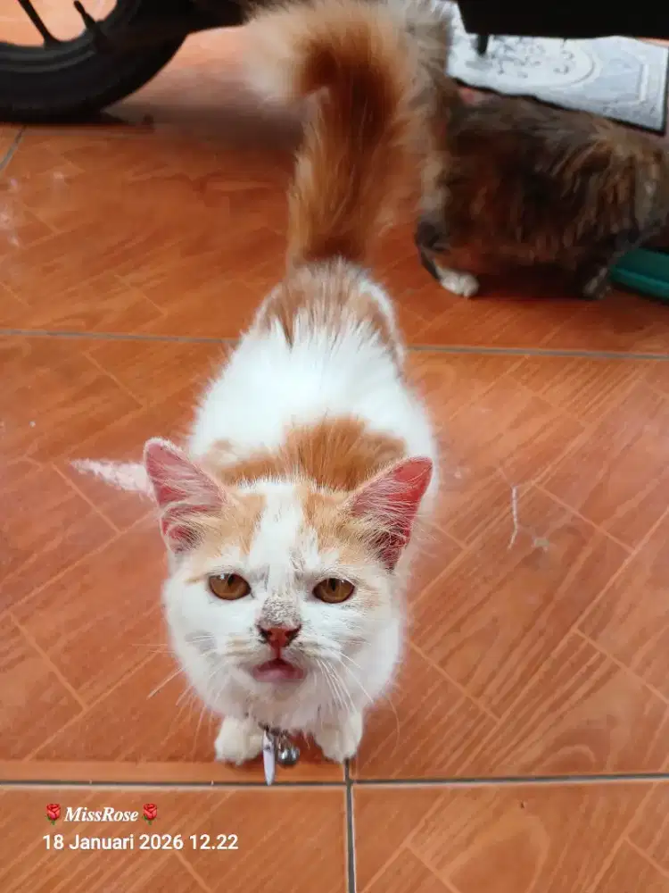 Open Adopt Kucing Manis Manja