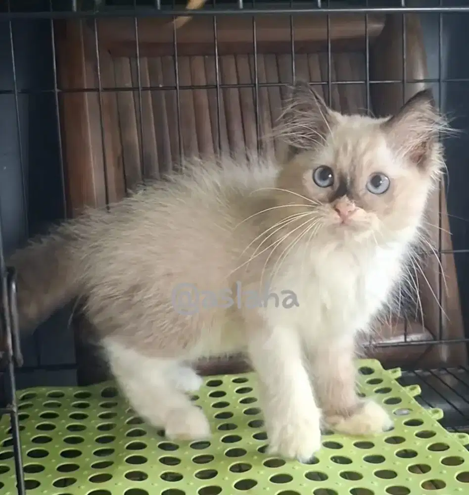 Anak kucing himalya /kitten himalya ragdol/kucing ragdol jantan