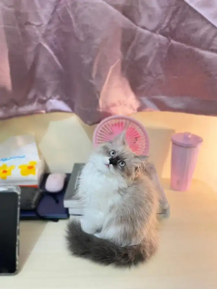 Kitten Ragdoll Betina & Jantan kwalitas top