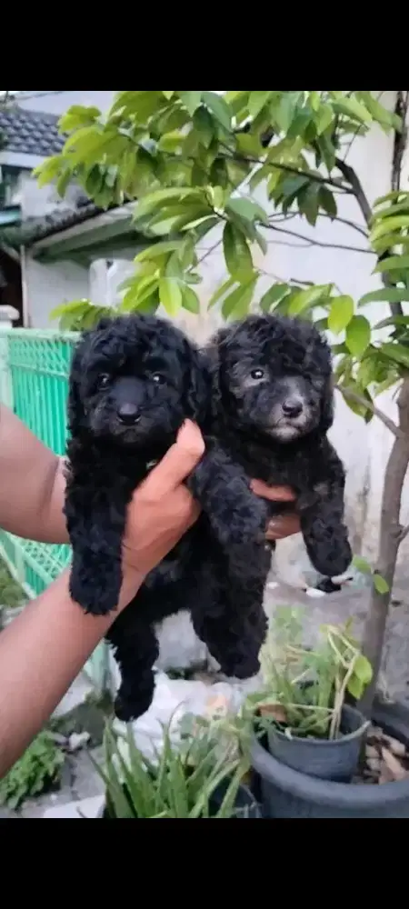 Ready Tiny poodle silver