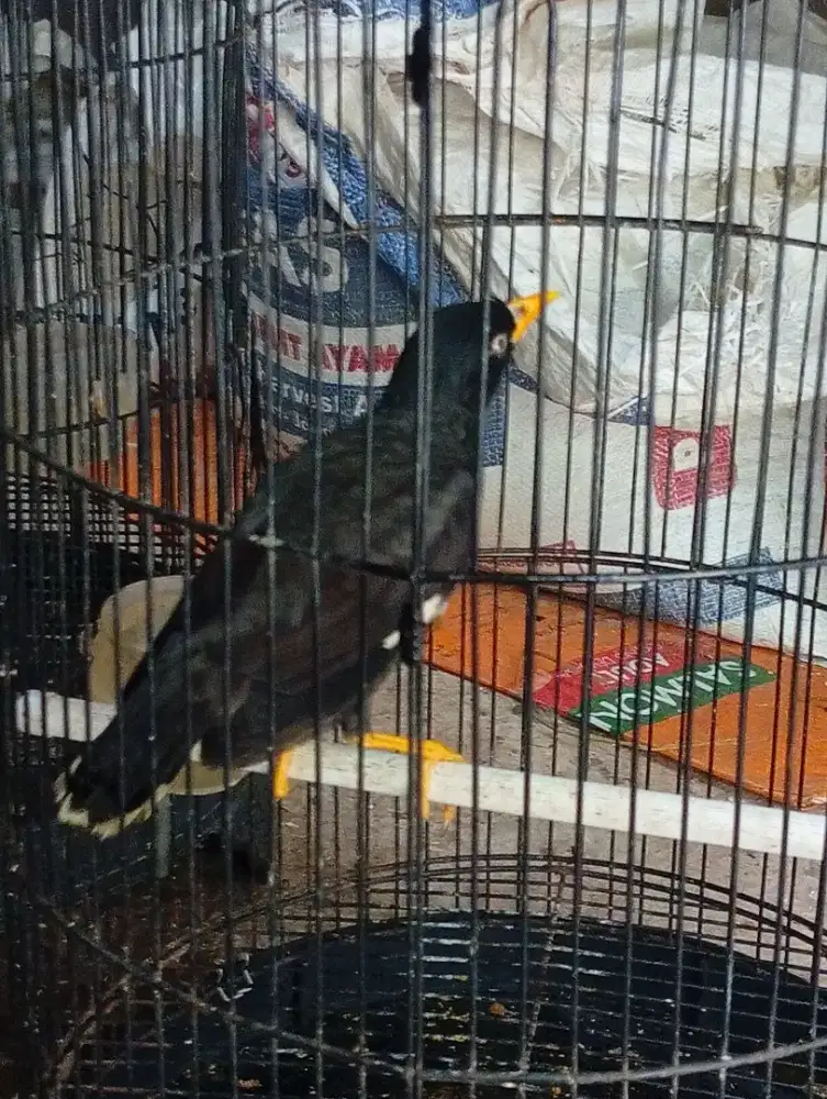 Burung jalak kebo rajin bunyi