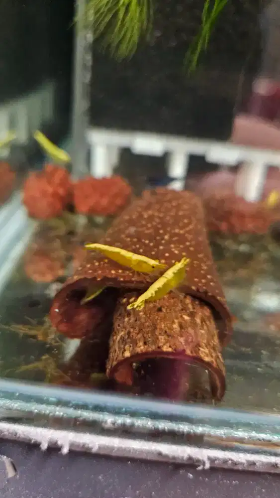 Udang hias shrimp yellow fire neocaridina