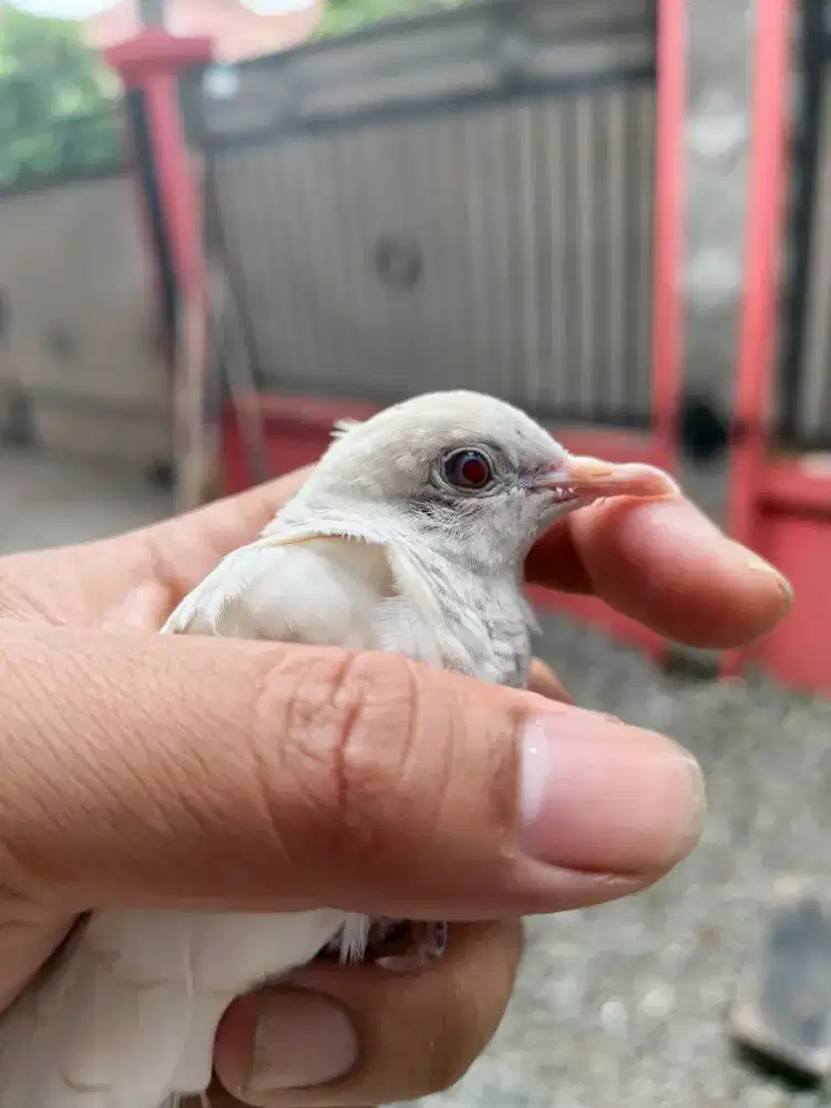 Perkutut putih albino mata merah