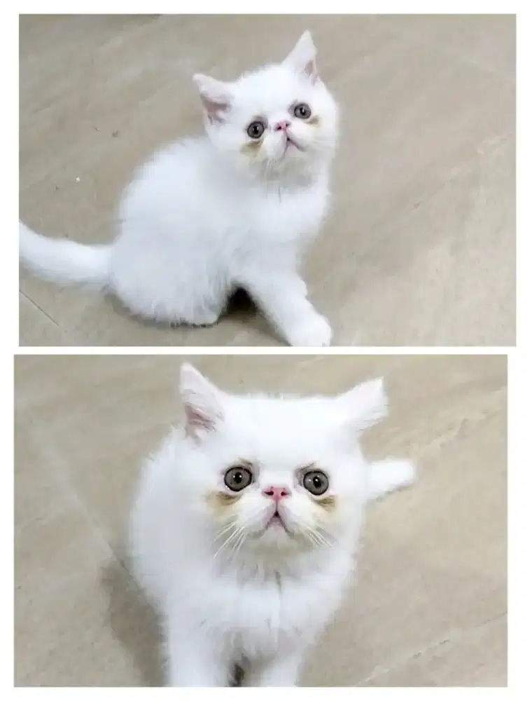 Kucing persia peaknose