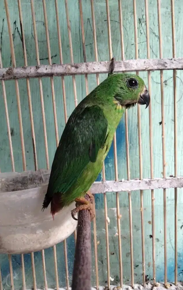 Lovebird Hijau Jantan Mulus Rajin Bunyi Rajin Buat Masteran