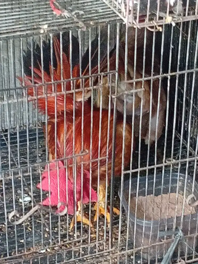 Ayam Kate serama sepasang udh produksi