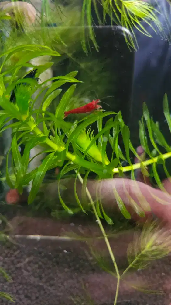 Udang hias shrimp bloody mary neocaridina