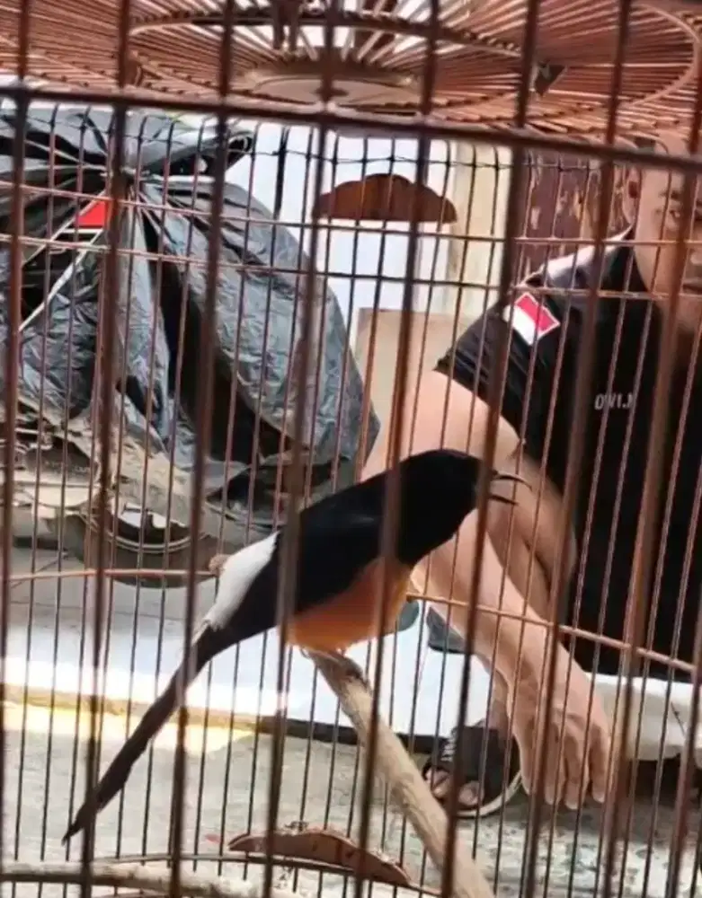 Murai Batu Medan Bahorok Kaki Hitam Badan Gede Fighter Gacoran