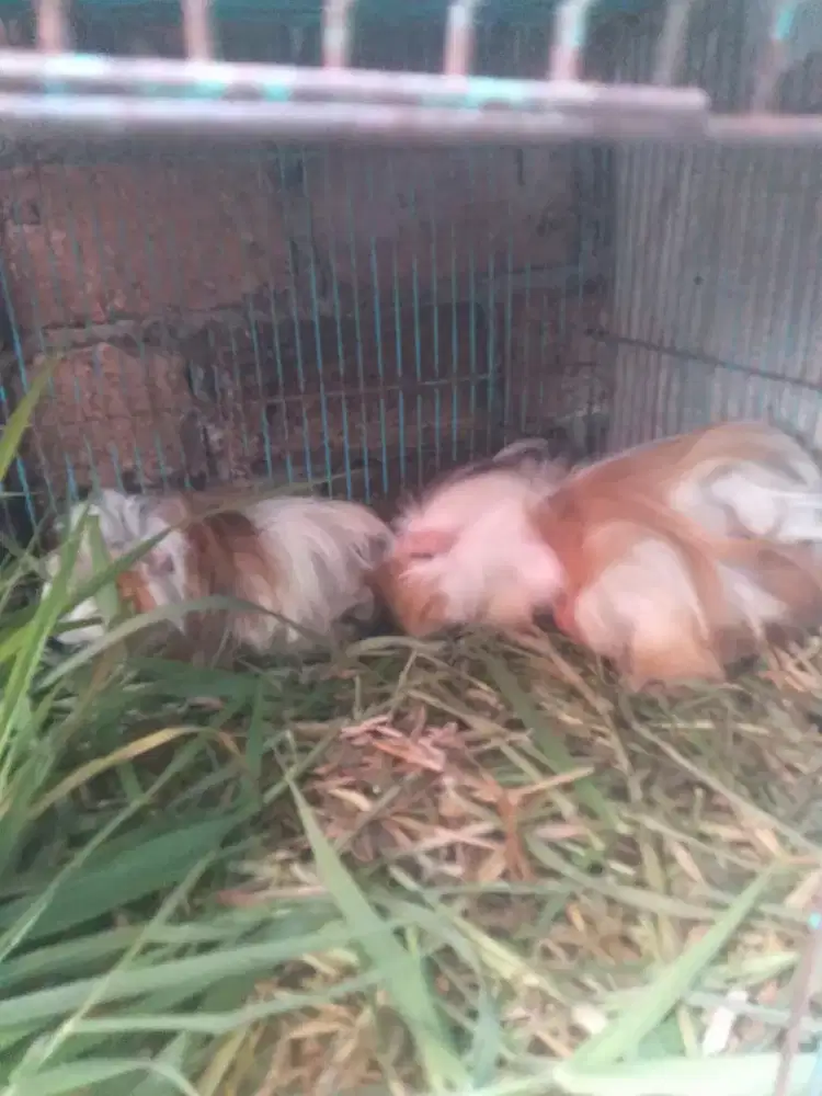 Marmut anggora sepasang/ BT