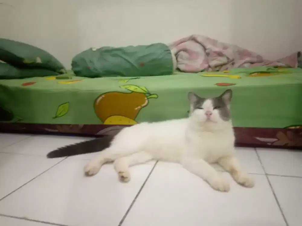 Bsh Bicolor Pure, Lepas Cepat BU