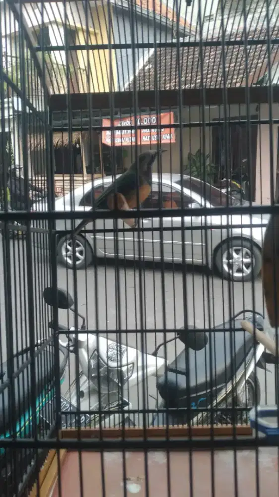 Cecak cungkok full masteran sama ada masteran kuntilanak juga