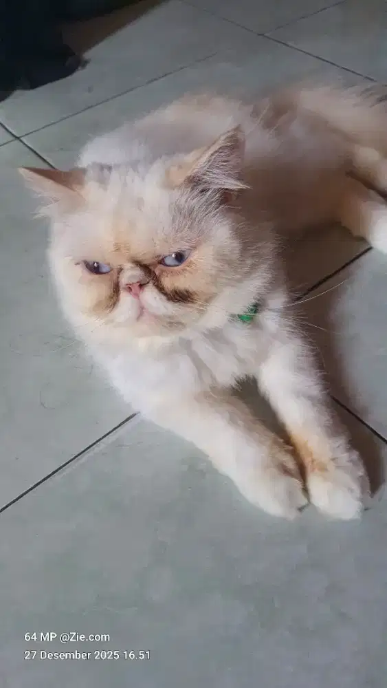 Kucing kesayangan