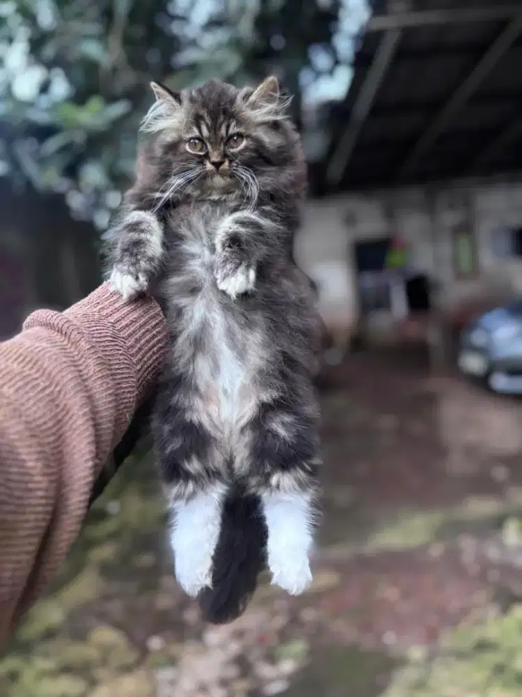 Kucing Persia flatnose super Gemoy